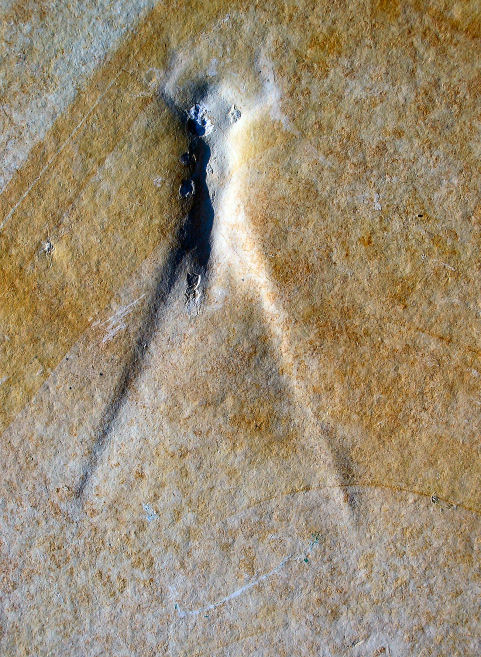 2a_isophlebia.jpg 2a_isophlebia.jpg