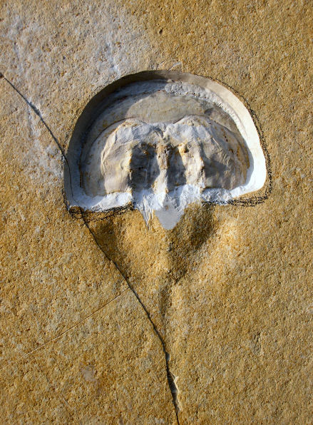 limulus2.JPG limulus2.JPG
