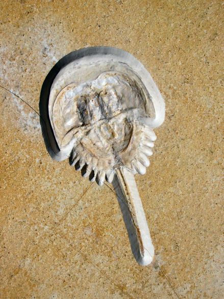 limulus3.JPG limulus3.JPG