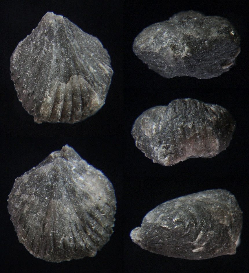 Brachiopode Kransia pentagona (KAYSER, 1871)
