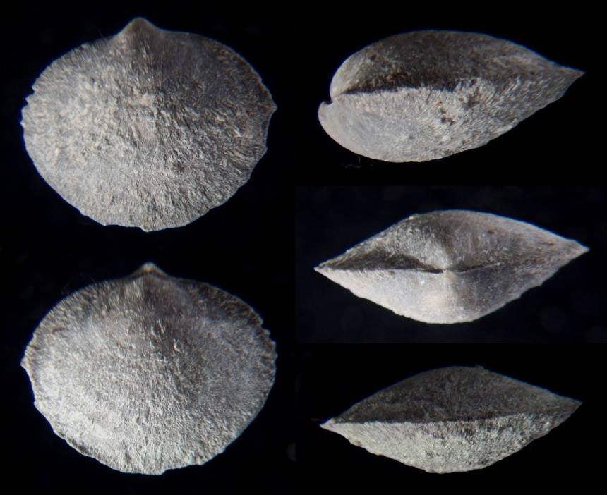 Brachiopode Nucleospira concinna HALL