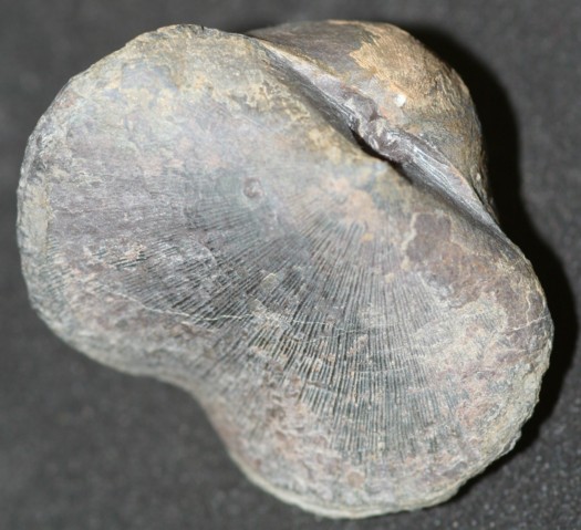 Schizophoria striatula (SCHLOTHEIM, 1813)
