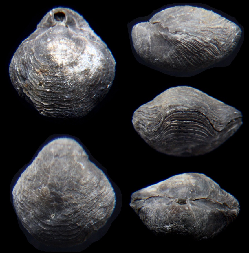 Brachiopode Dicamara plutonis MOTTEQUINN, 2008