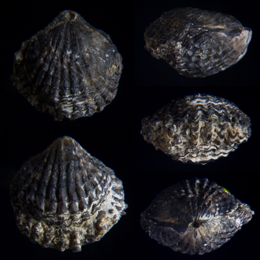 Brachiopode Spinatrypa (Exatrypa) sp. GODEFROID & HELSEN, 1998