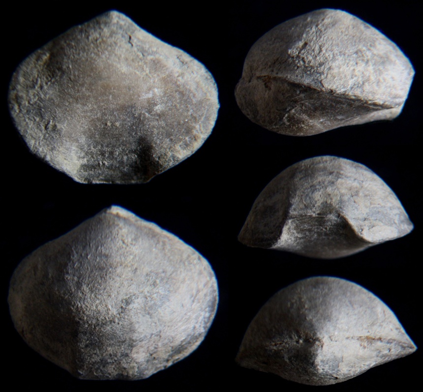 Brachiopode Caryorhynchus tumidus (KAYSER, 1872)