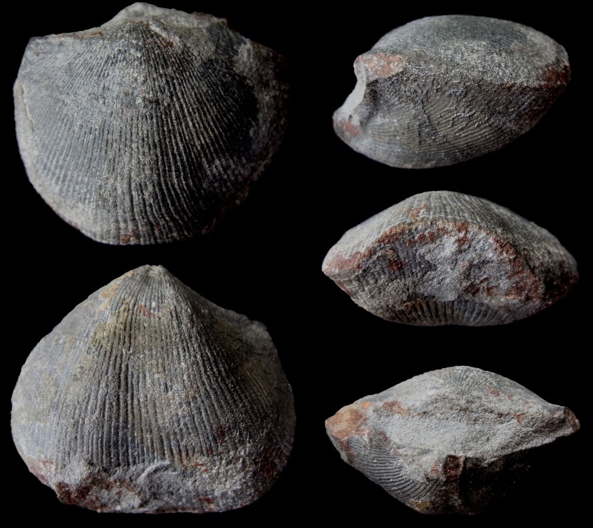 Brachiopode Eodmitria oblivialis grandis SARTENAER 1982
