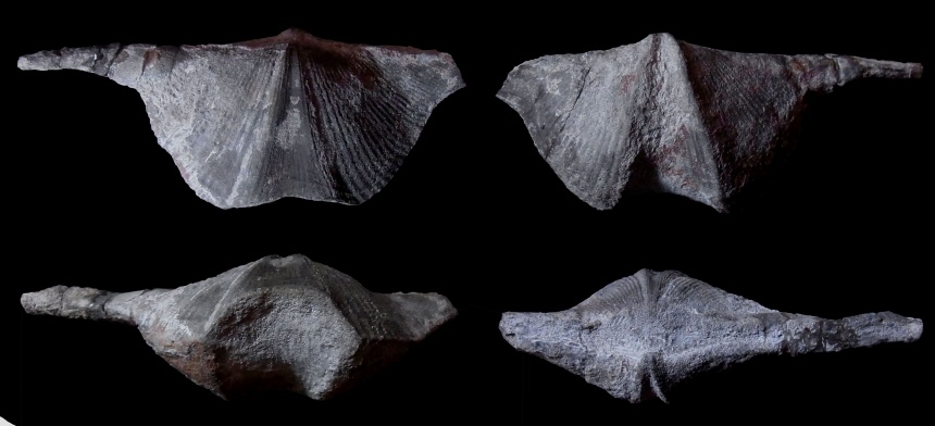 Brachiopode Geminisulcispirifer bisinus (LE HON 1870)