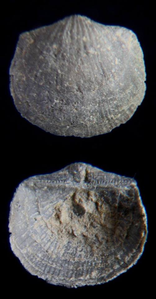 Brachiopode Douvillina arcuata HALL, 1858