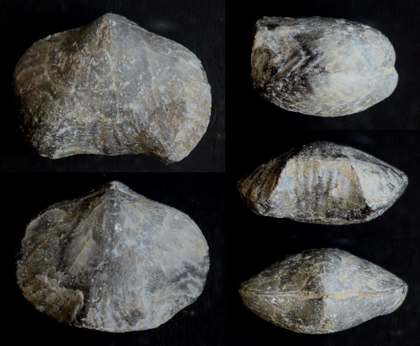 Brachiopode Phlogoiderhynchus polonicus (ROEMER 1866)