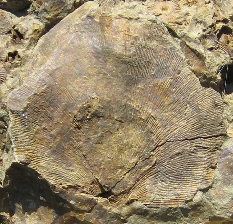Iridistrophia hipponyx (SCHNUR 1851)