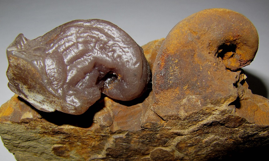 Platyceras sp. mit Wachsabdruck