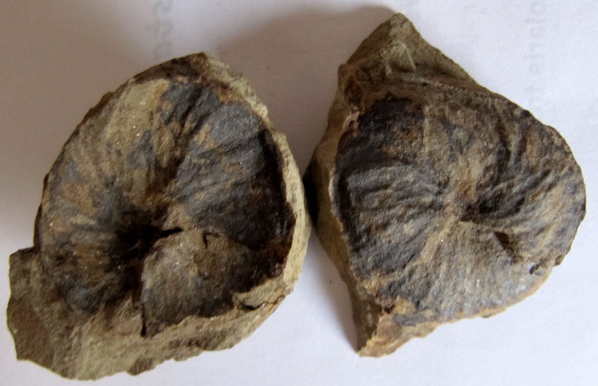 Spirophyton eifliense