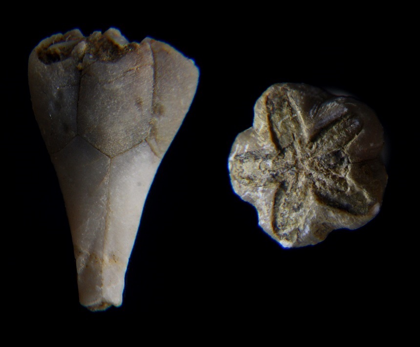 Blastoidea Pentremitidea pailletti (VERNEUIL, 1844)
