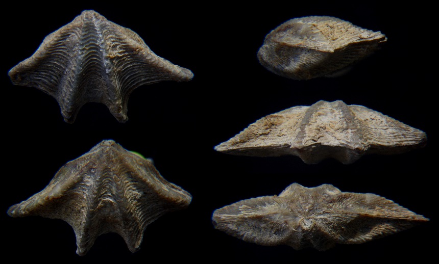 Brachiopode Anathyris ezquerrai (VERNEUIL & ARCHIAC, 1845)