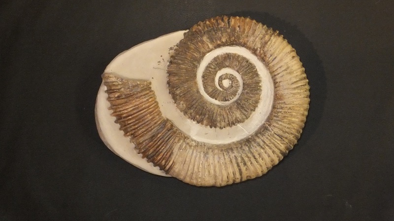 02 - Fossil des Monats Februar 2017