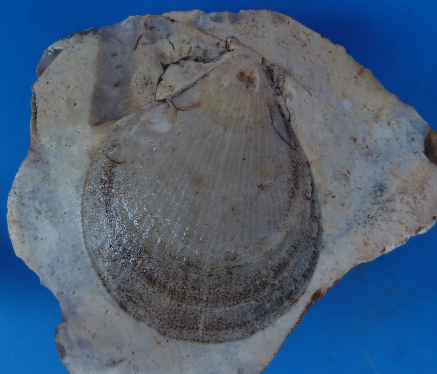 Mimachlamys sp.