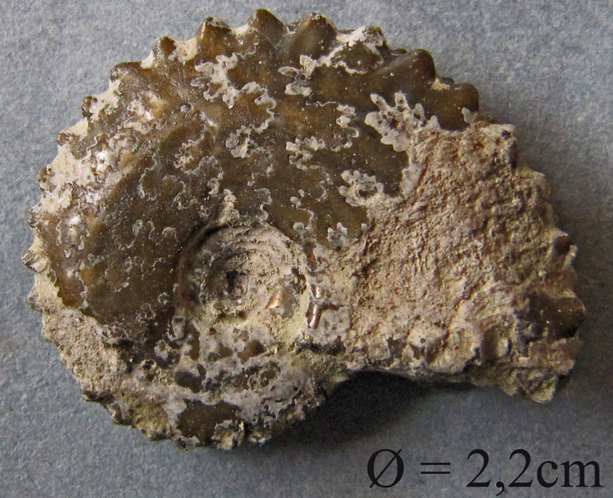 Distichoceras bipartium