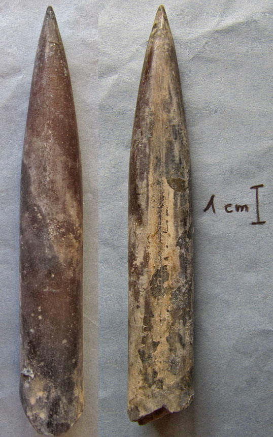 Lagonibellus beaumontiana