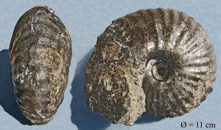 Pachyceras sp. (lalandeanum?)