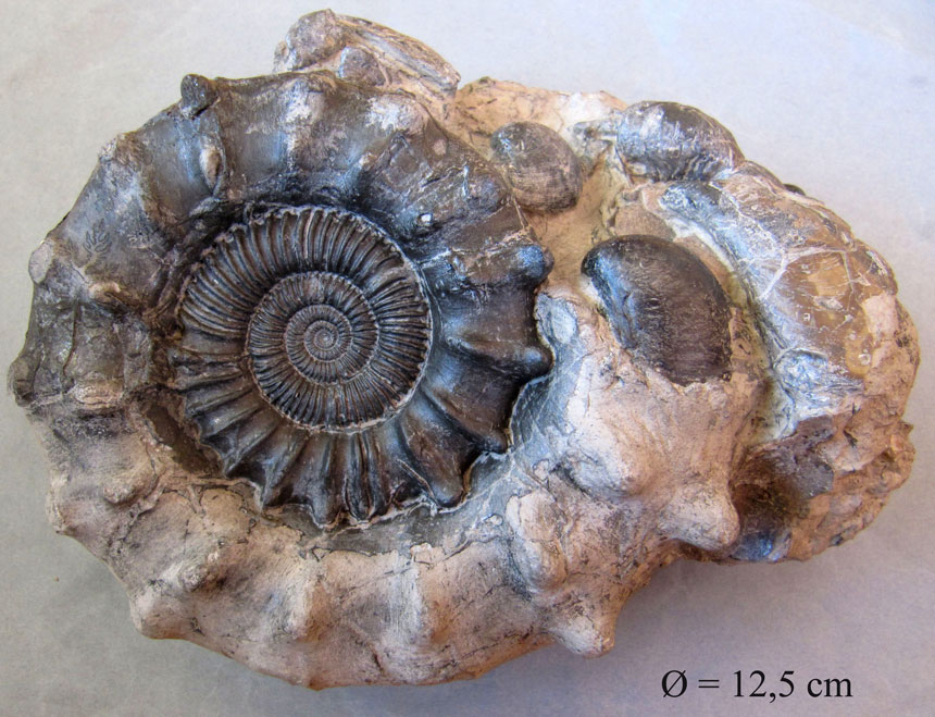 Peltoceras schroederi