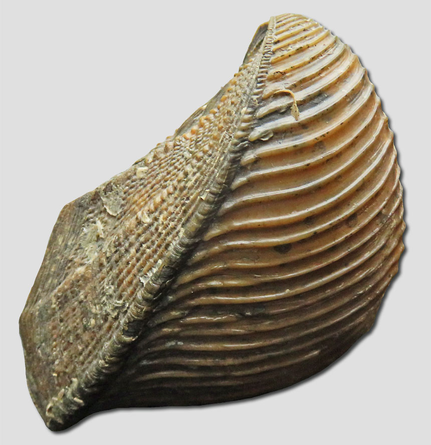Trigonia reticulata