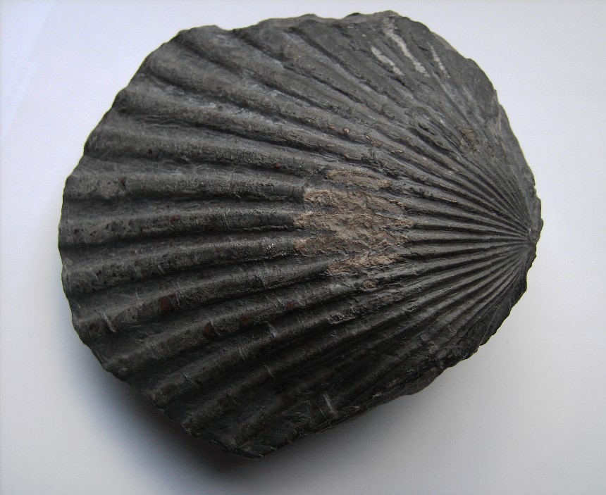 Pseudopecten equivalvis