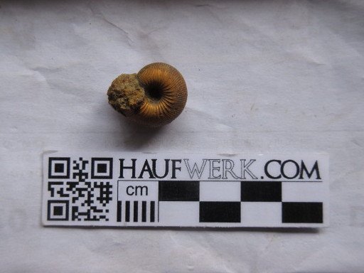 Macrocephallites sp