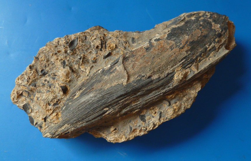 Gervillella aviculoides