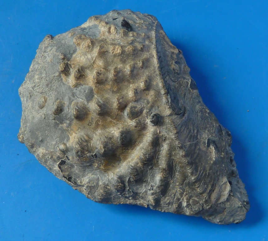 Myophorella clavellata (SOWERBY)
