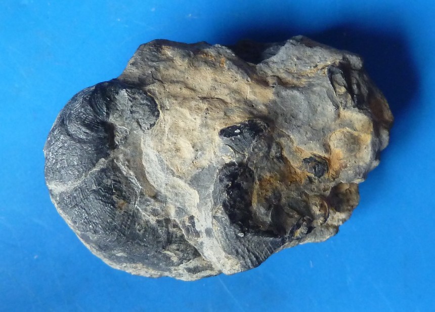 Nanogyra striata (SMITH 1817)