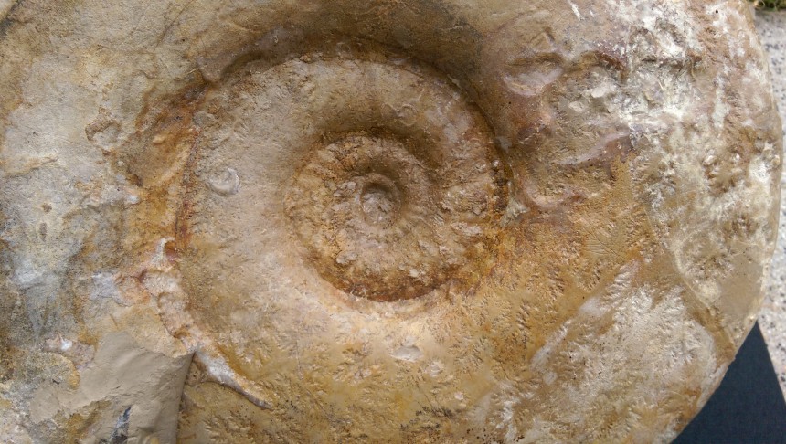 Ringstedia cf. salfeldi