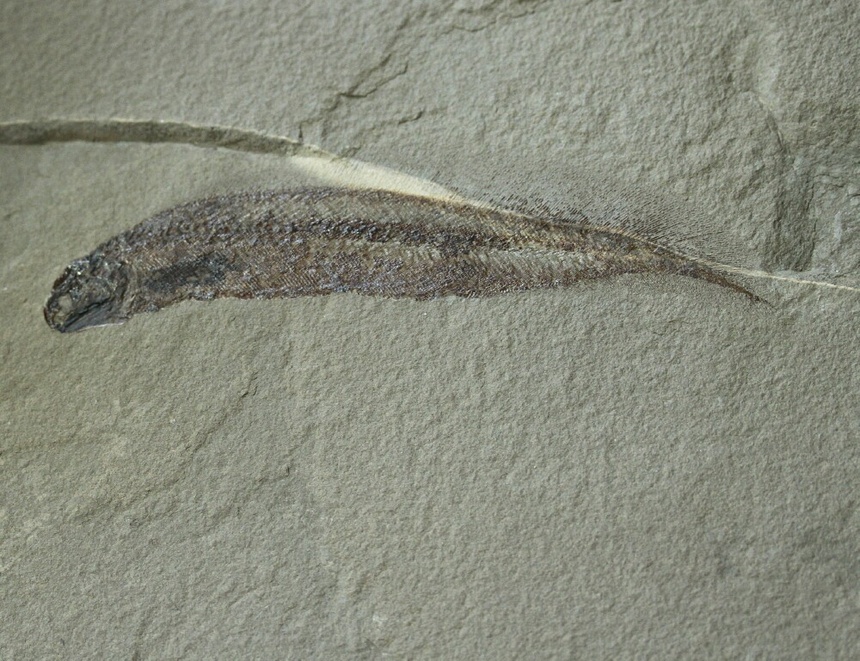 Paratarrasius hibbardi Lund & Melton jr., 1982