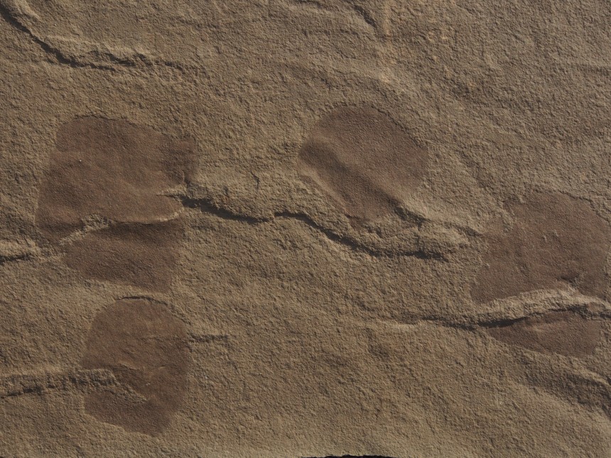 Salpidae indet