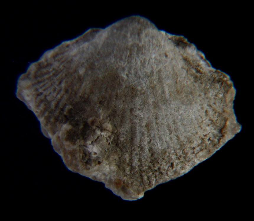Brachiopode Argentiproductus margaritaceus (PHILLIPS, 1836)
