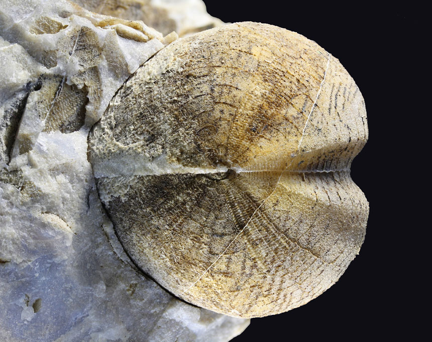 Pseudholaster latissimus