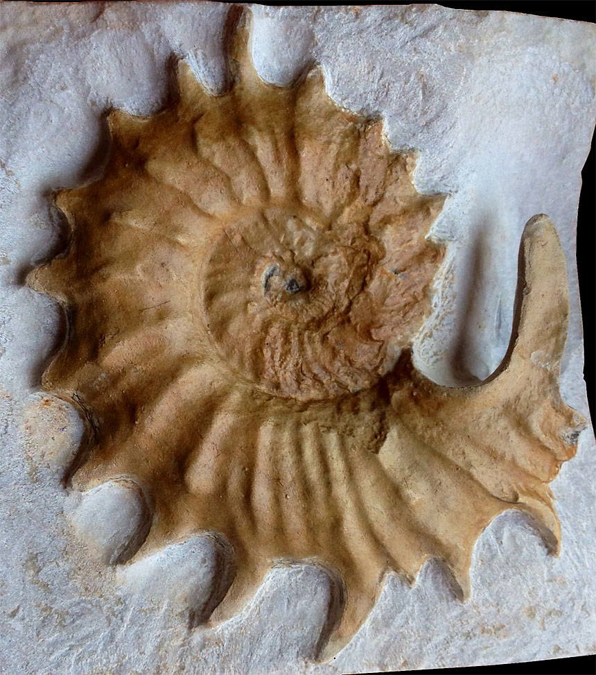 Neocosmoceras sayni