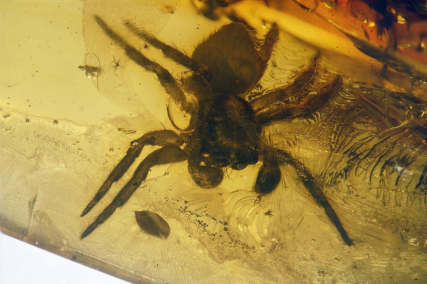 Arachnida Salticidae