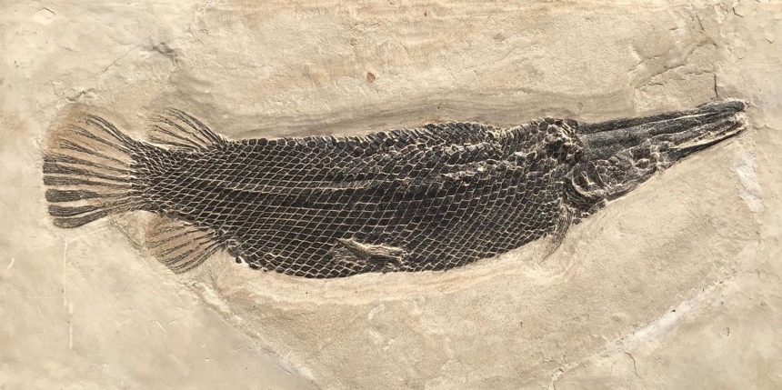 Atractosteus simplex (Leidy, 1873)