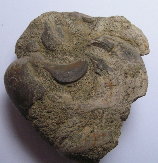 Aturia ziczac