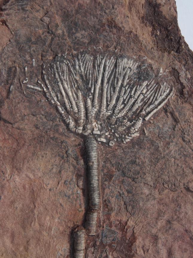 Traumatocrinus caudax Dittmar, 1866