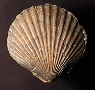 pseudopecten equivalvis kl