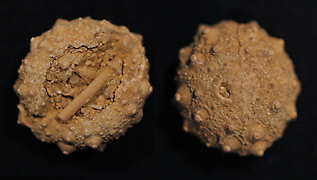 Acrosalenia kl