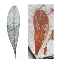 glossopteris