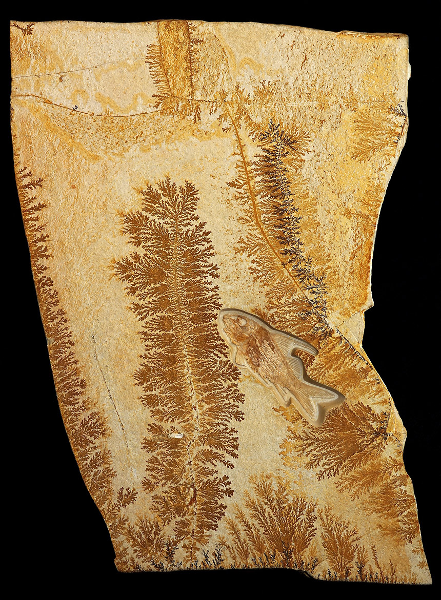 FdM Mai 2025 Propterus2 860px