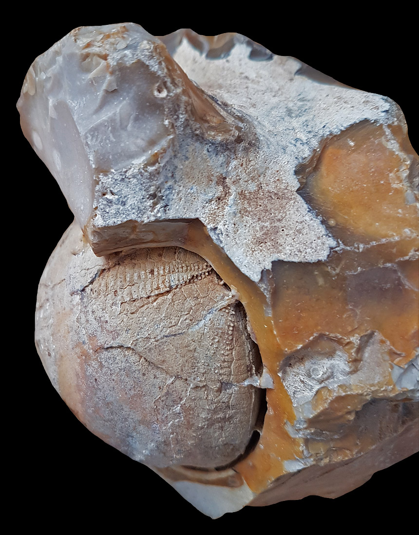 Echinocorys2
