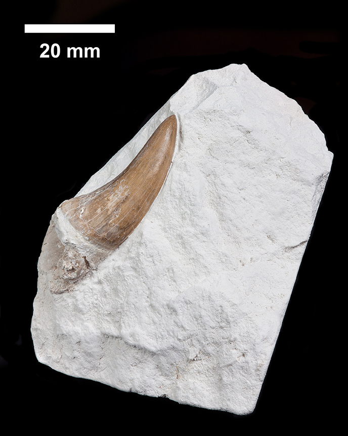 Mosasaurus cf. hoffmanni 1 C42 S. Lips