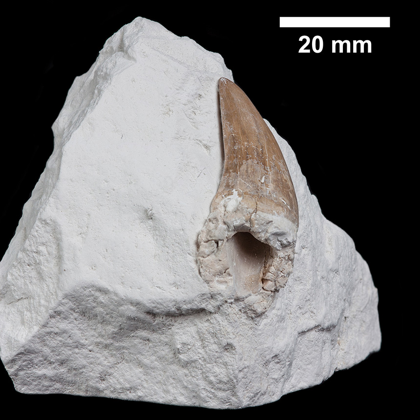 Mosasaurus cf. hoffmanni 2 C42 S. Lips