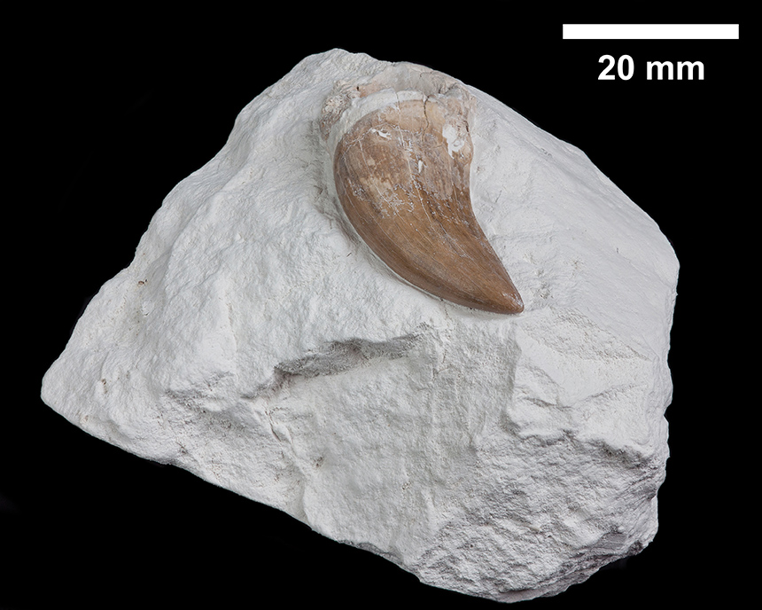 Mosasaurus cf. hoffmanni 3 C42 S. Lips