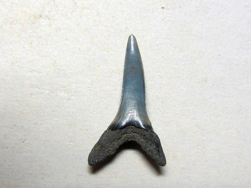 P48ab.1
