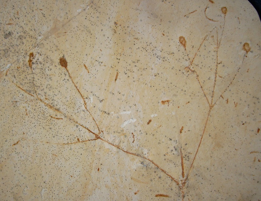 Arlenea 2a